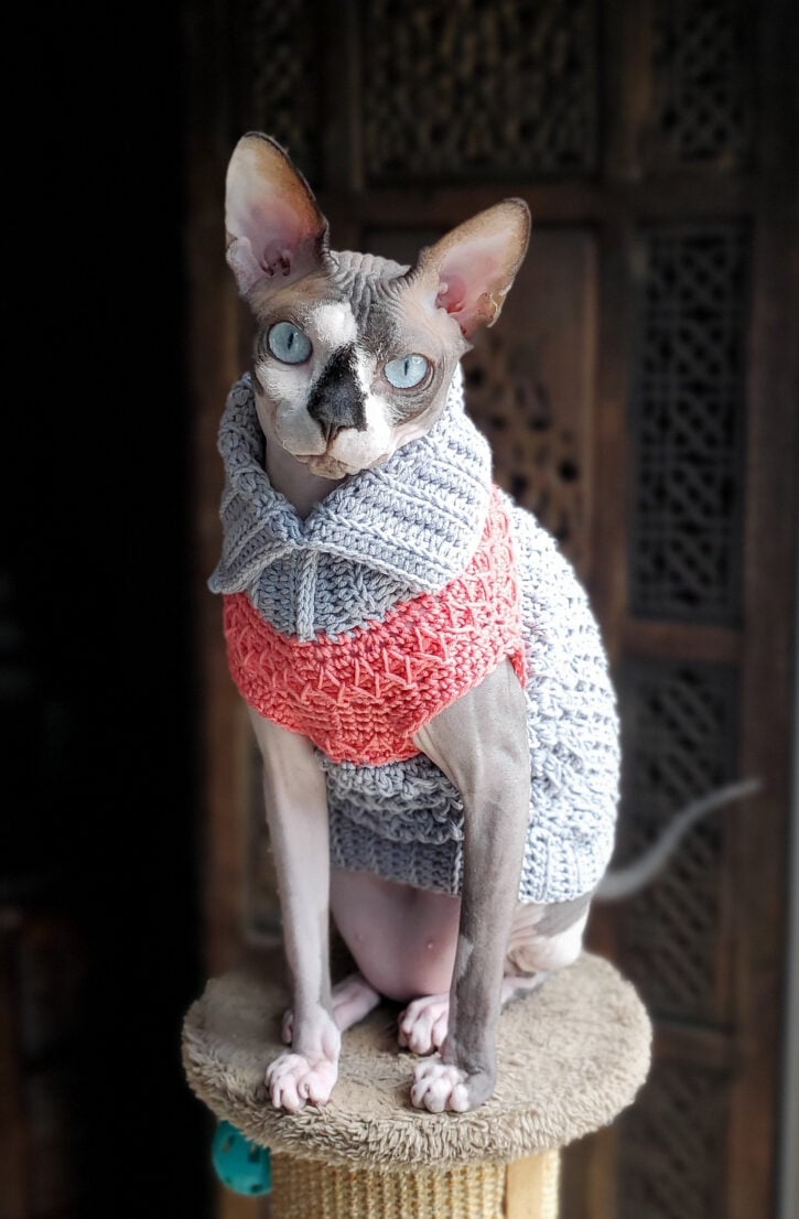 11 Purrfectly Adorable and Free Crochet Cat Sweater Patterns